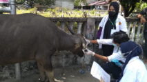 Mahasiswa KKN Unsyiah Cek Kesehatan Hewan Qurban