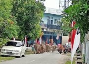 Warga Mengeluh, Kawanan Kerbau Berkeliaran di Sepanjang Jalan Desa