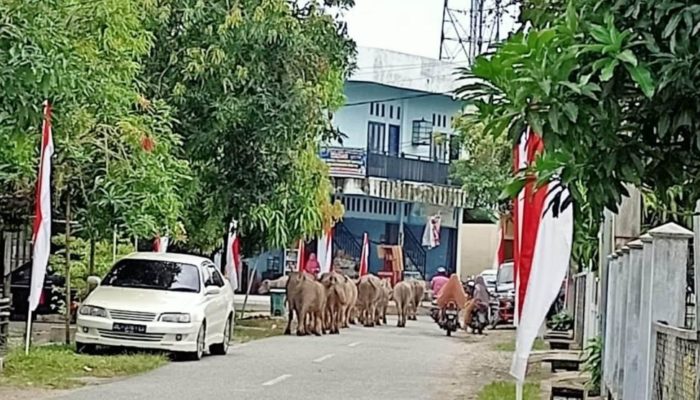 Warga Mengeluh, Kawanan Kerbau Berkeliaran di Sepanjang Jalan Desa