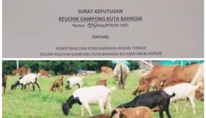 Gampong Kuta Bahagia Keluarkan Aturan bagi Ternak Liar, Jika Dilanggar Denda Rp200 Ribu dan Lelang Depan Umum