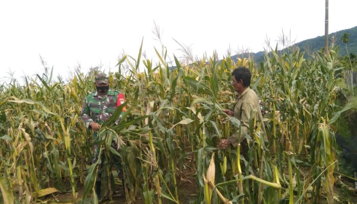 Didukung TNI, Petani Jagung di Abdya Kembali Panen