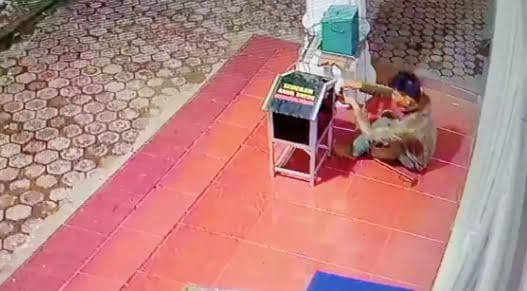 Aksi nekat maling membobol kotak amal yatim di Mushalla Nurul Iman, Desa Geulumpang Payong, Kecamatan Blangpidie, Abdya, terekam CCTV.
