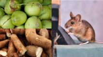 Jarang Diketahui, Air Kelapa dan Singkong Bisa digunakan untuk Basmi Tikus di Rumah, Begini Caranya