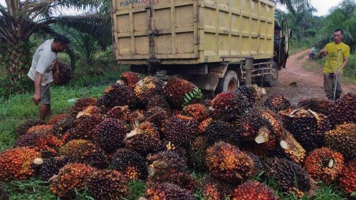 Ilustrasi petani memanen kelapa sawit. (Foto: Bangkapos.com)