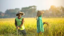Keujrun Blang di Abdya Bentak-bentak Aparatur Desa, Tolak Teken Surat Keterangan Garap Sawah Warga