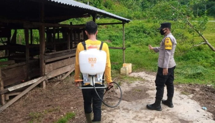 36 Ekor Hewan Ternak di Aceh Terinfeksi PMK Dipotong Bersyarat