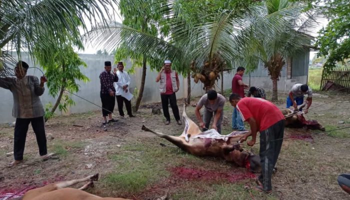 Keluarga Besar Kanmenag Aceh Utara Sembelih Tiga Ekor Sapi Qurban