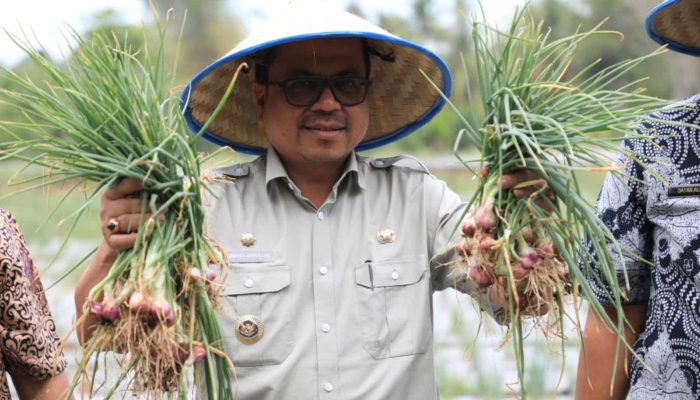 Panen Bawang Merah Perdana, Pj Bupati Aceh Utara Minta Geuchik Manfaat Dana Desa untuk Pengembangan Ekonomi
