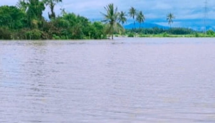 Terancam Gagal Tanam, Ratusan Hektar Sawah di Pidie Direndam Banjir
