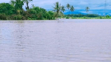 Terancam Gagal Tanam, Ratusan Hektar Sawah di Pidie Direndam Banjir