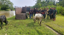 Meugang Puasa, KPA Nagan Raya Bantu Dua Ekor Sapi untuk Jaringan Aneuk Syuhada