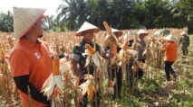 Dandim Subulussalam Pimpin Panen Perdana Jagung di Demplot Koramil Simpang Kiri