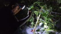 Bertani Melon, Polisi di Aceh Raup Omzet Puluhan Juta Rupiah