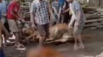 Kek Soleh Meninggal Saat Melihat Sapi Kesayangannya Disembelih untuk Kurban
