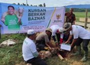 BMA dan BMG Kayee Jatoe Sembelih 35 Ekor Kibas Bantuan BAZNAS RI Di Pidie