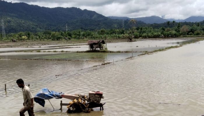 Petani Abdya Minta Pemerintah Sediakan CBD untuk Atasi Gagal Tanam Akibat Banjir
