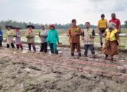 Camat Simeulue Barat Tanam Padi Perdana, Dorong Petani Sukseskan Musim Tanam