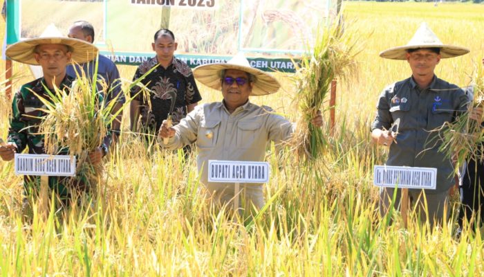 Pj Bupati Mahyuzar Panen Padi untuk Pengendalian Inflasi Daerah di Paya Bakong