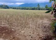 50 Hektar Padi Gagal Panen, Petani Iku Lhung Minta Pj Bupati Abdya Turun Tangan