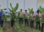 Dibimbing Guru Agribisnis, Siswa SMKN 5 Abdya Berhasil Panen Kacang Tanah