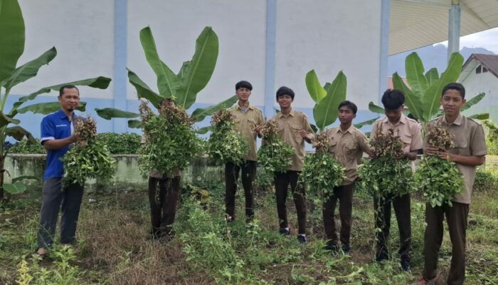Dibimbing Guru Agribisnis, Siswa SMKN 5 Abdya Berhasil Panen Kacang Tanah