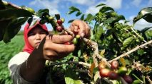Warga Abdya Dukung Program Bupati Kembangkan Kebun Kopi Rakyat