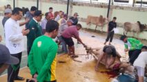 Kanwil Kemenag Aceh Sembelih 10 Ekor Sapi di Hari Raya Idul Adha 1446 H