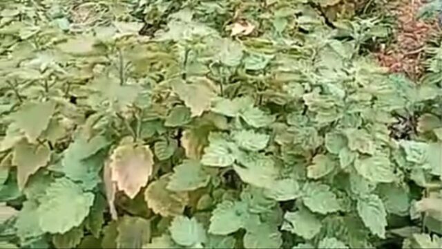 Petani Nilam di Abdya Keluhkan Penyakit "Matee Tumboen" Serang Tanaman Usia 3 Bulan