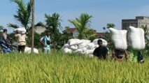 Harga Gabah di Abdya Tembus Rp7.600 per Kg, Petani Diimbau Tak Jual Semua Hasil Panen