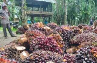 Pekerja Panen Sawit di Abdya Raup Upah Rp300 Ribu per Hari