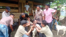 Satu-satunya di Aceh, Gampong Palak Hilir Abdya Terima Bantuan 50 Ekor Kambing dari Kementan