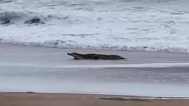 Penampakan Buaya di Pesisir Padang Kawa Abdya, Warga Diminta Waspada