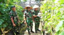 Kasdam IM Bangga Inovasi Dandim Abdya Sulap Pekarangan Rumah Jadi Lahan Ketahanan Pangan