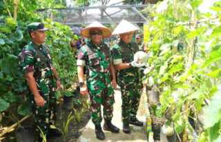 Kasdam IM Bangga Inovasi Dandim Abdya Sulap Pekarangan Rumah Jadi Lahan Ketahanan Pangan