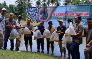 PT Socfindo Kebun Seunagan Kembali Tabur 10.000 Bibit Ikan Nila di Kolam Bebek Kuala Trang