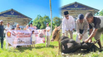 Idul Adha 1447 H, Gerindra Abdya Sembelih Dua Ekor Sapi Kurban