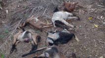 14 Kambing Milik Warga Abdya Mati Diduga Diserang Beruang Madu