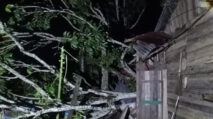 Rumah Warga Abdya Tertimpa Pohon, Penghuni Dilarikan ke RSUD-TP