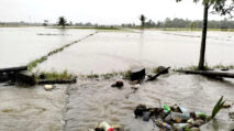 Irigasi Patah, 10 Hektar Sawah di Manggeng Abdya Terendam Banjir dan Diserang Keong Mas