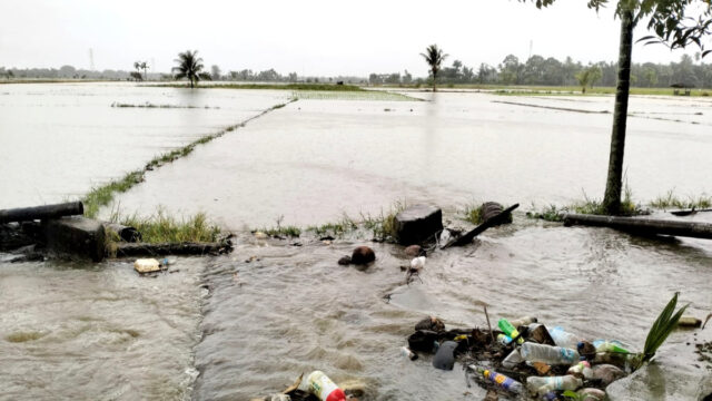 Irigasi Patah, 10 Hektar Sawah di Manggeng Abdya Terendam Banjir dan Diserang Keong Mas