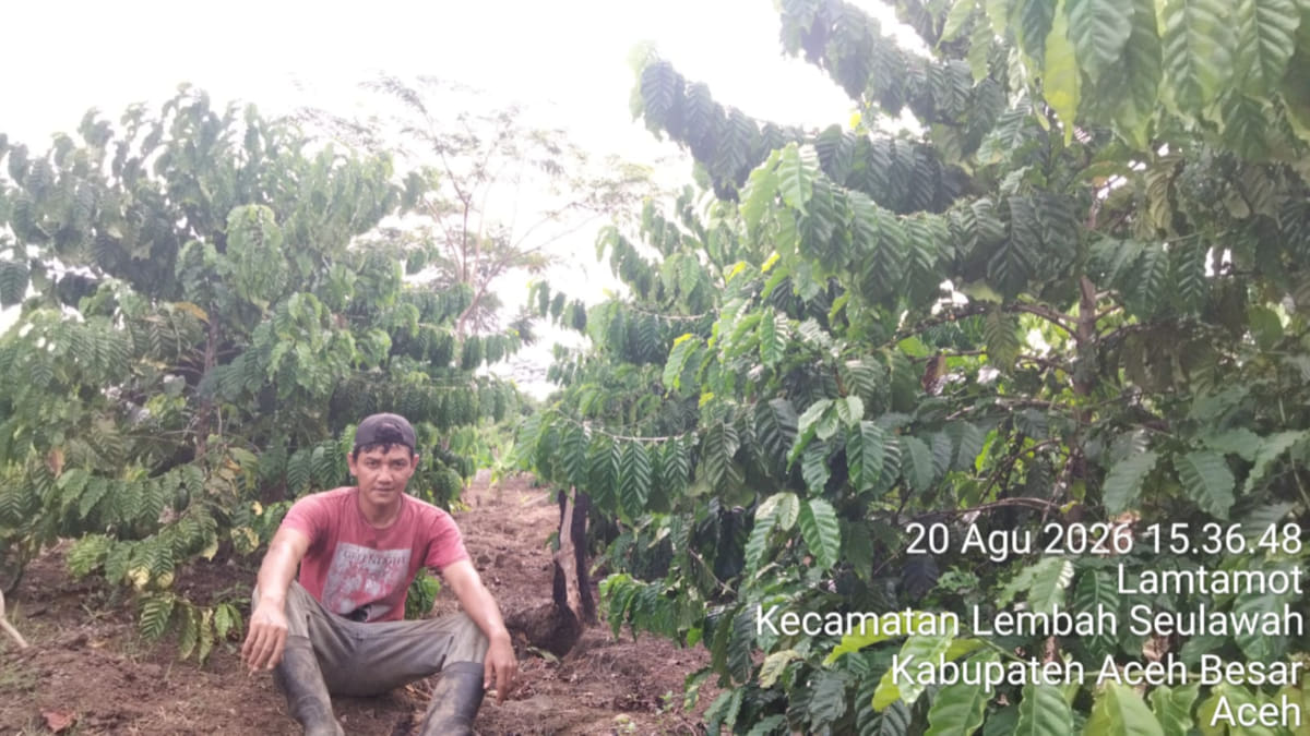 Kopi Aceh: Warisan Tradisi dari Ujung Barat Nusantara