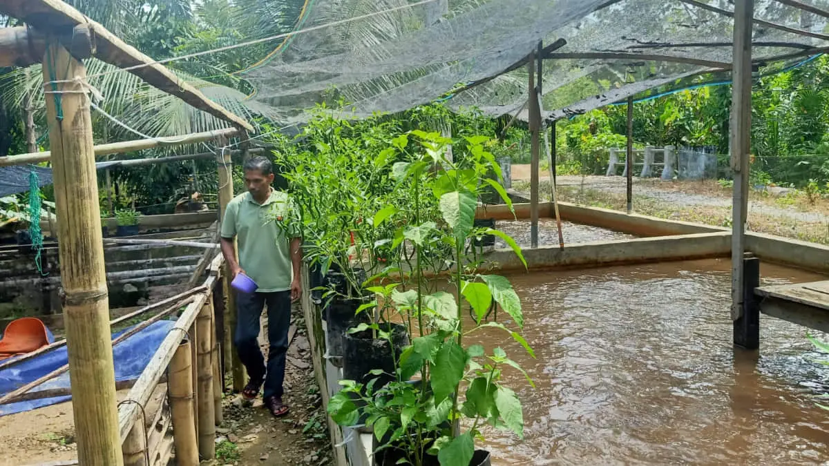 Berawal Otodidak dan Kolam Terpal, Hasan Sukses Pasok Lele ke 6 Dapur MBG di Abdya