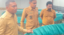 Intip Inovasi Bioflok Lele Geulumpang Payong, Bupati Abdya: Contoh Bagus Buat Keuchik Lain!