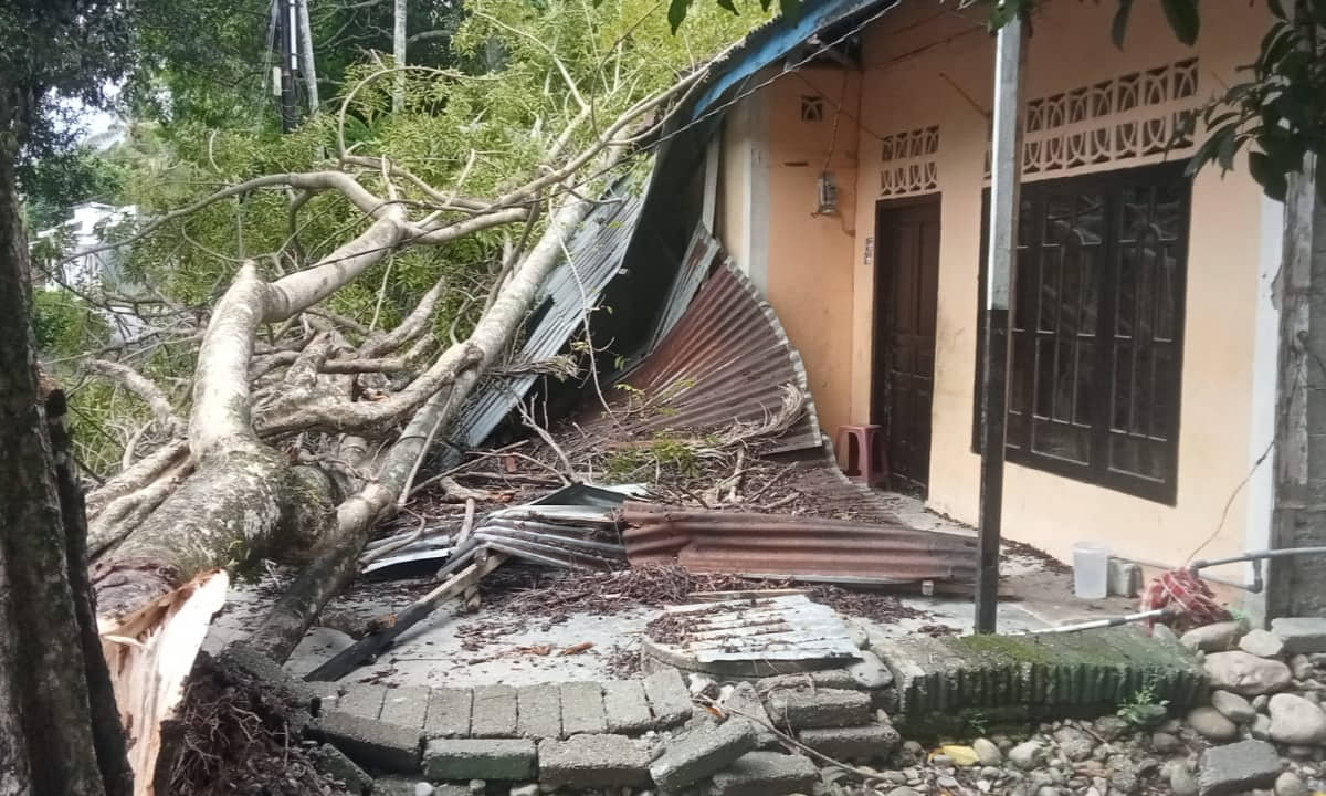 Pohon Langsat Tumbang Timpa Rumah Janda Lansia di Abdya