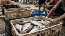Pasokan Ikan Menurun, Nelayan Abdya Butuh Pelabuhan Layak Sandar dan Tambah Kuota Solar