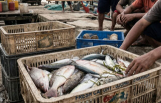 Pasokan Ikan Menurun, Nelayan Abdya Butuh Pelabuhan Layak Sandar dan Tambah Kuota Solar