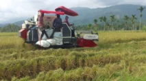 Perdana Turun ke Sawah, Mesin Baru Panen Padi Petani Kuta Jeumpa Abdya