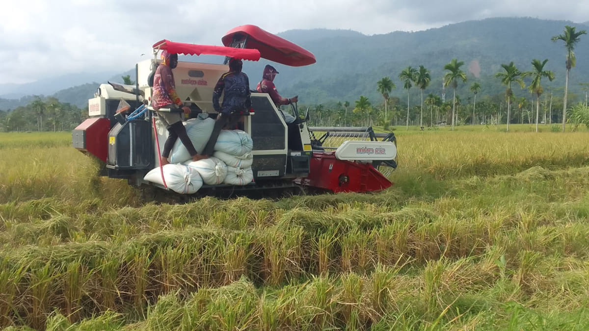 Perdana Turun ke Sawah, Mesin Baru Panen Padi Petani Kuta Jeumpa Abdya