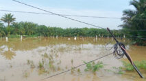215 Hektare Sawah di Aceh Barat Daya Terendam Banjir