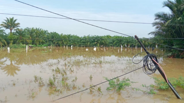 215 Hektare Sawah di Aceh Barat Daya Terendam Banjir